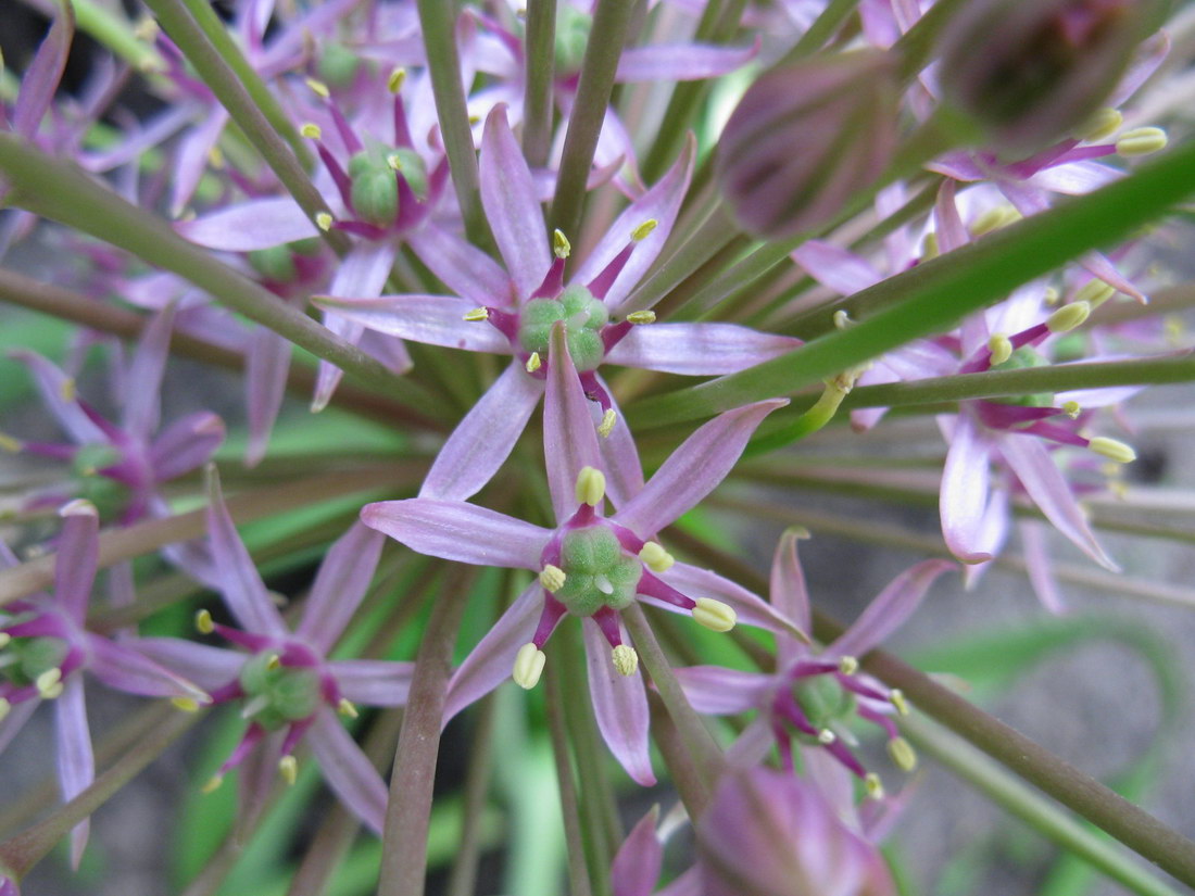 Image of Allium schubertii specimen.