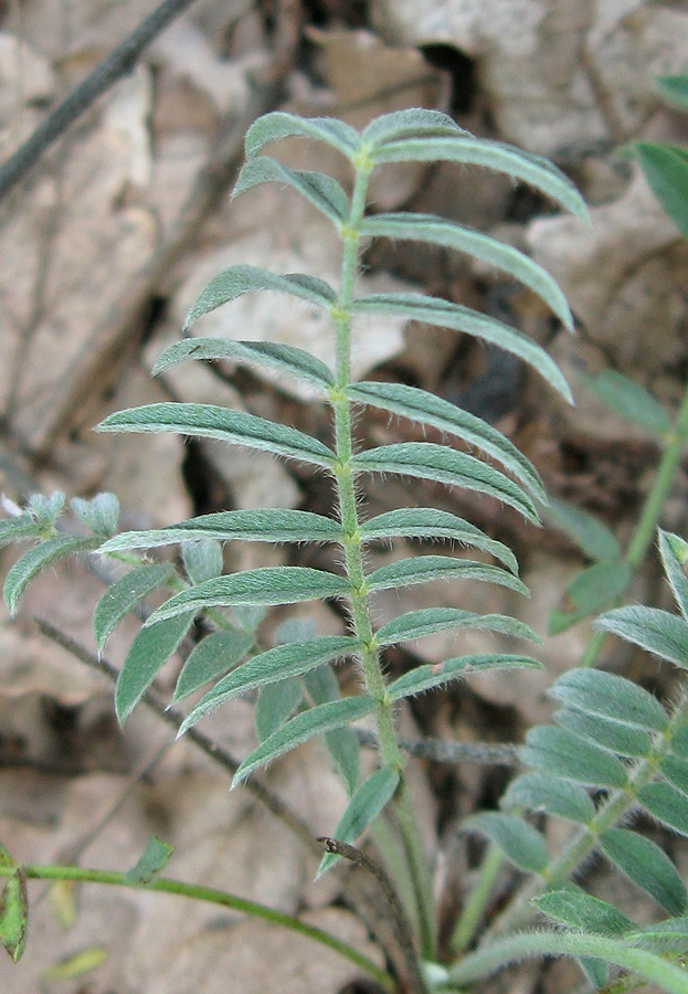 Image of Onobrychis miniata specimen.