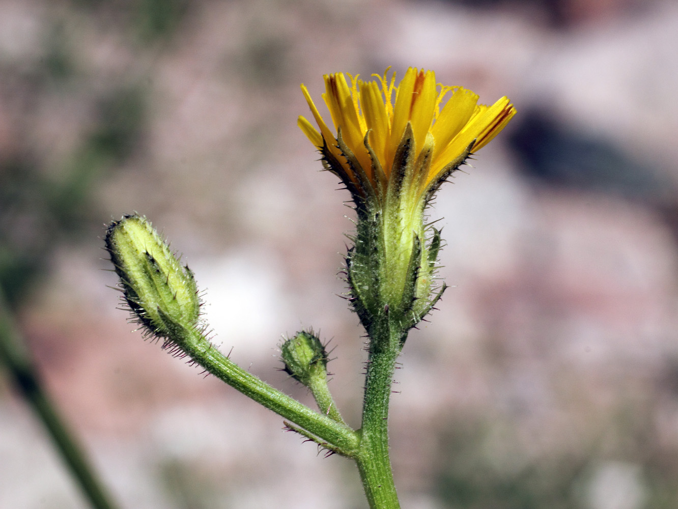 Image of Picris nuristanica specimen.