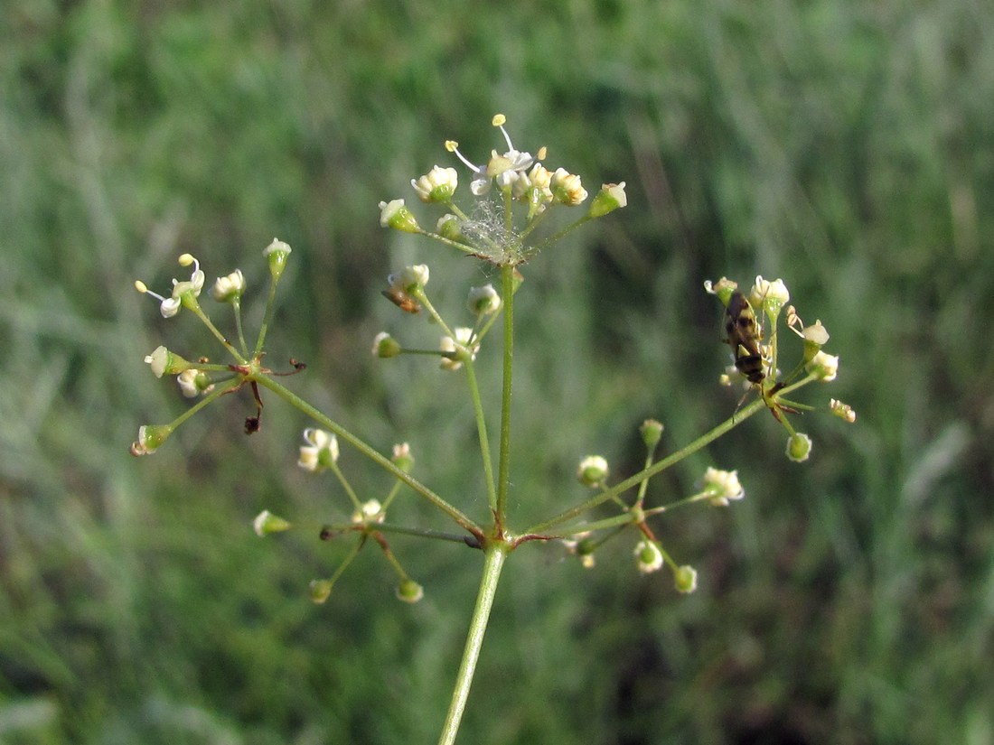 Image of Palimbia rediviva specimen.