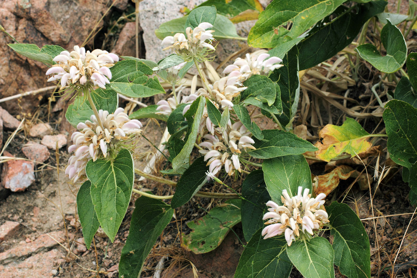 Image of Phlomis sewerzowii specimen.