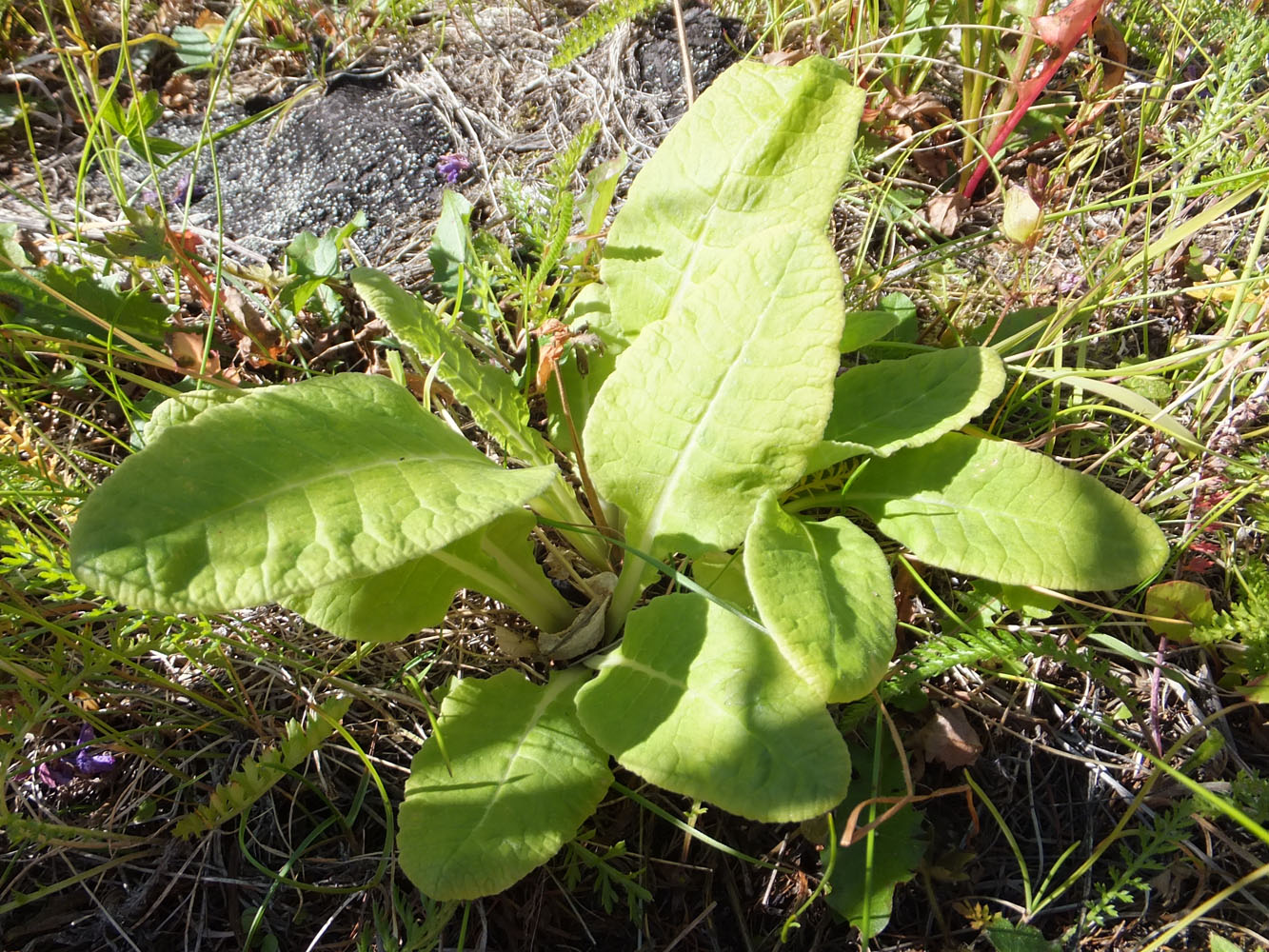 Изображение особи Primula macrocalyx.