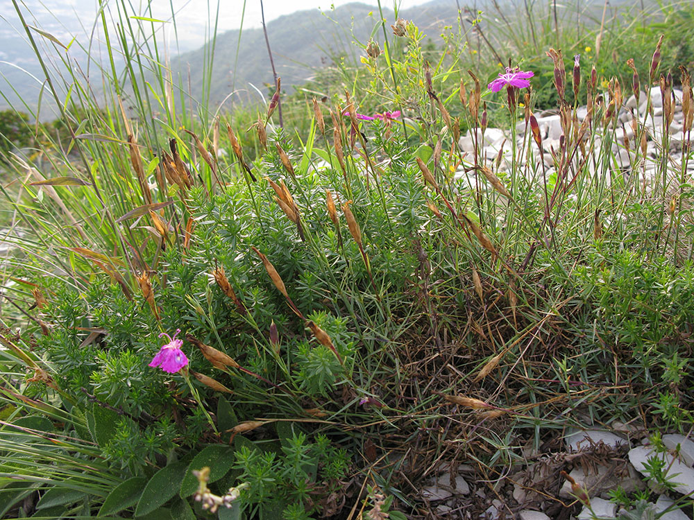 Image of Dianthus acantholimonoides specimen.