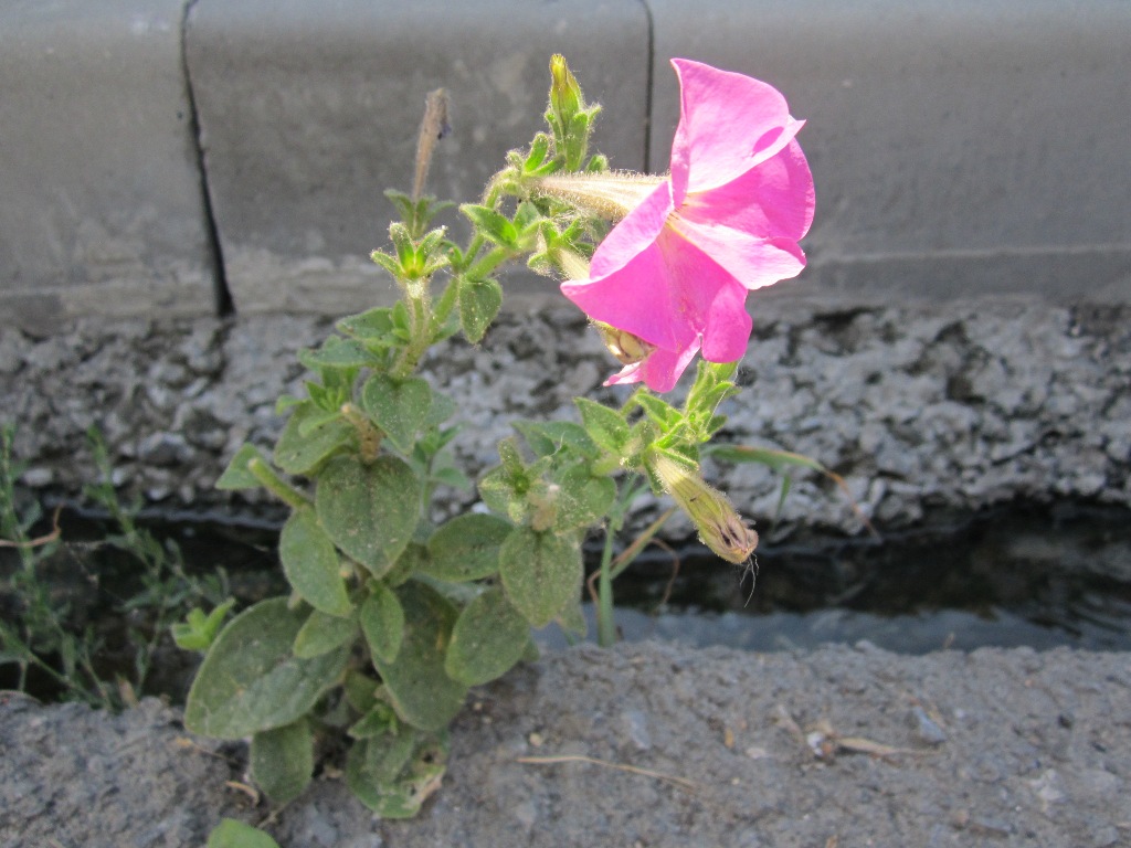 Image of Petunia &times; atkinsiana specimen.