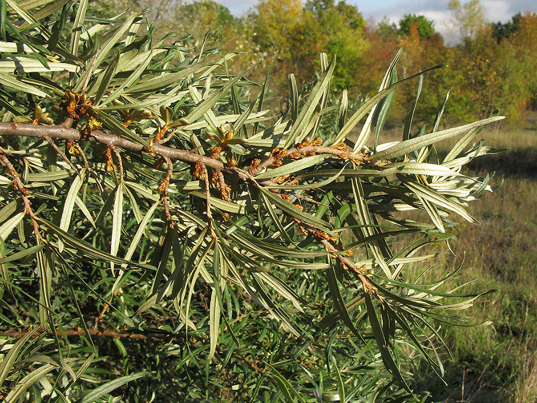 Изображение особи Hippophae rhamnoides.