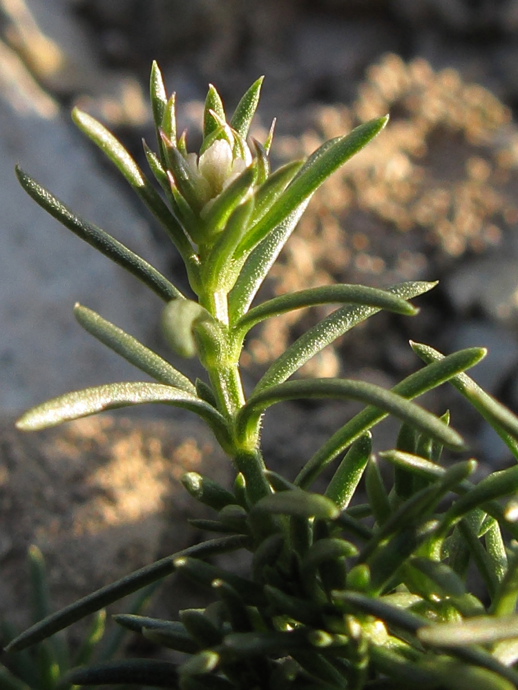 Image of Asperula lipskyana specimen.