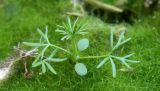 Ranunculus rionii