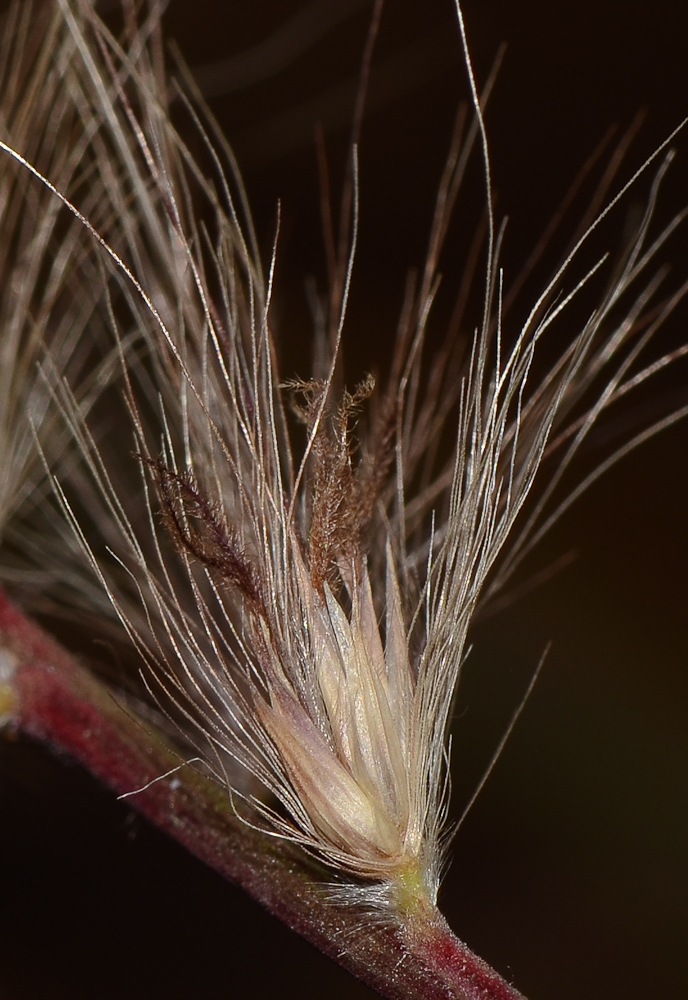 Изображение особи Pennisetum setaceum.