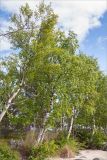 Betula subarctica