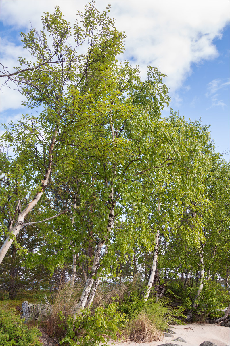 Изображение особи Betula subarctica.