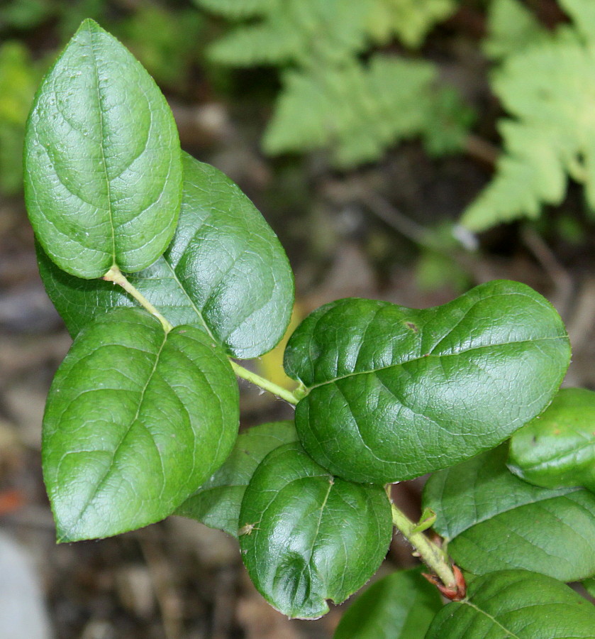 Изображение особи Gaultheria shallon.