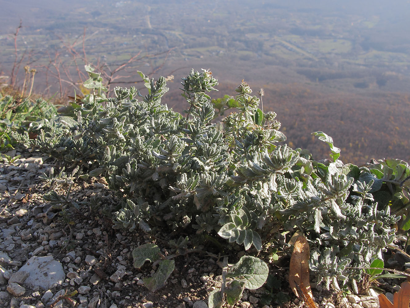 Изображение особи Teucrium capitatum.