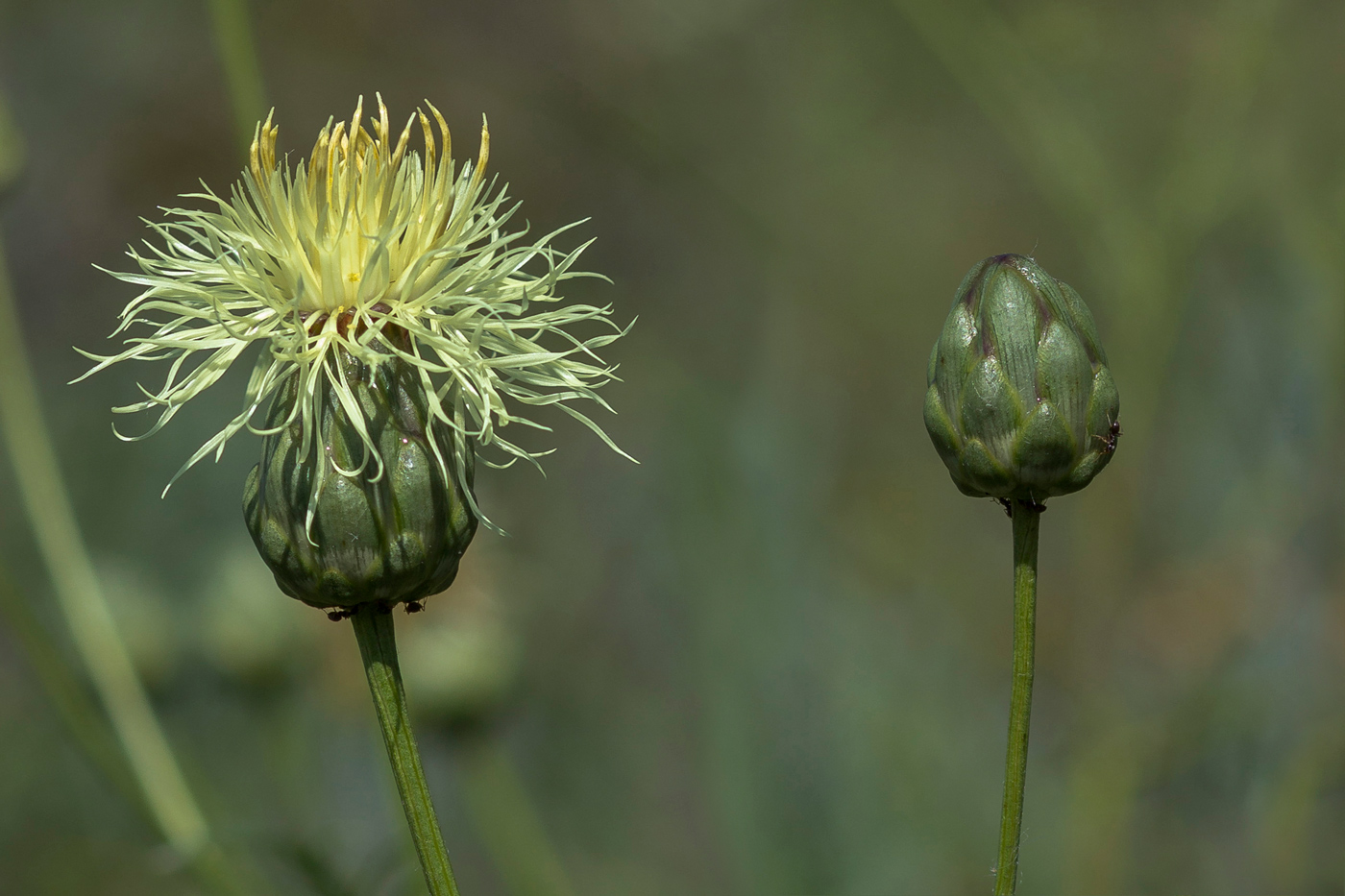Image of Rhaponticoides ruthenica specimen.