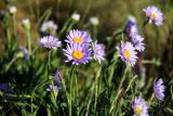 Aster alpinus. Верхушки побегов с соцветиями. Пермский край, окр. г. Красновишерск, левый берег р. Вишера, Камень Ветлан, на краю известняковой скалы. 11.06.2013.