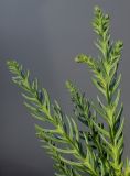 Cryptomeria japonica. Верхушки побегов ('Villmoriniana'). Германия, г. Essen, Grugapark. 10.12.2013.