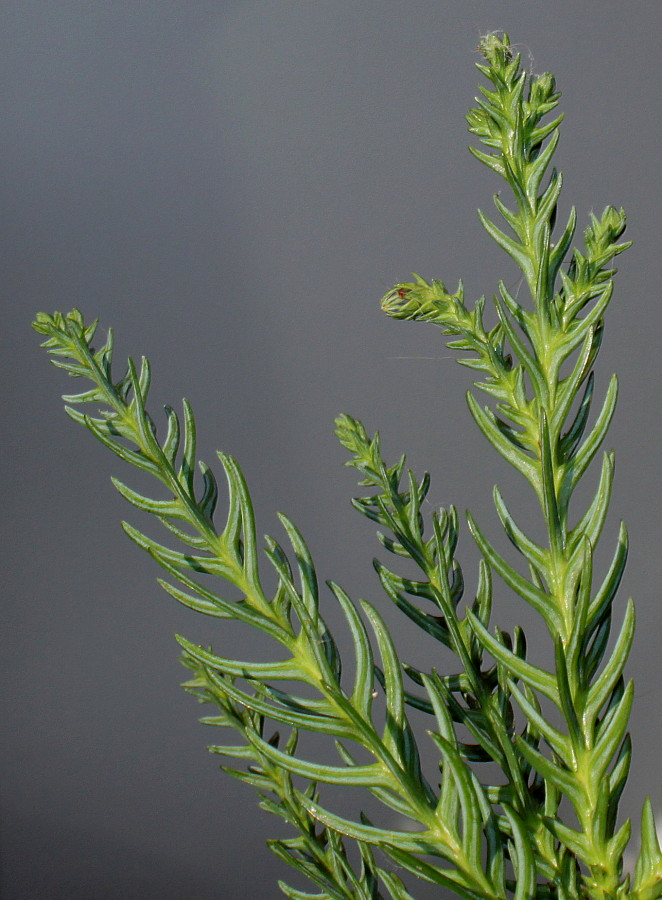 Image of Cryptomeria japonica specimen.