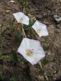 Convolvulus arvensis. Часть побега с цветками. Пермский край, Кунгурский р-н, окр. с. Филипповка, северная часть Кунгурской лесостепи, гора Ледяная, южный склон. 14.06.2013.