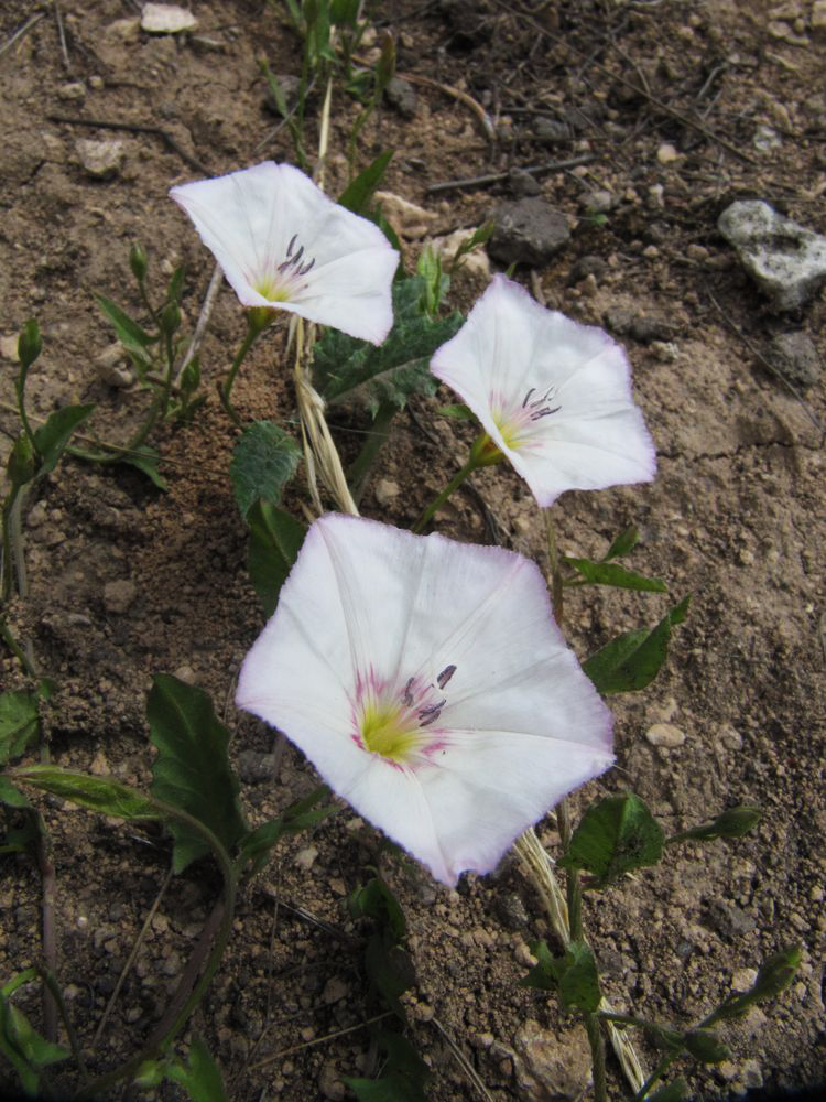 Изображение особи Convolvulus arvensis.