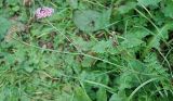 Pimpinella rhodantha