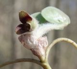 Asarum europaeum