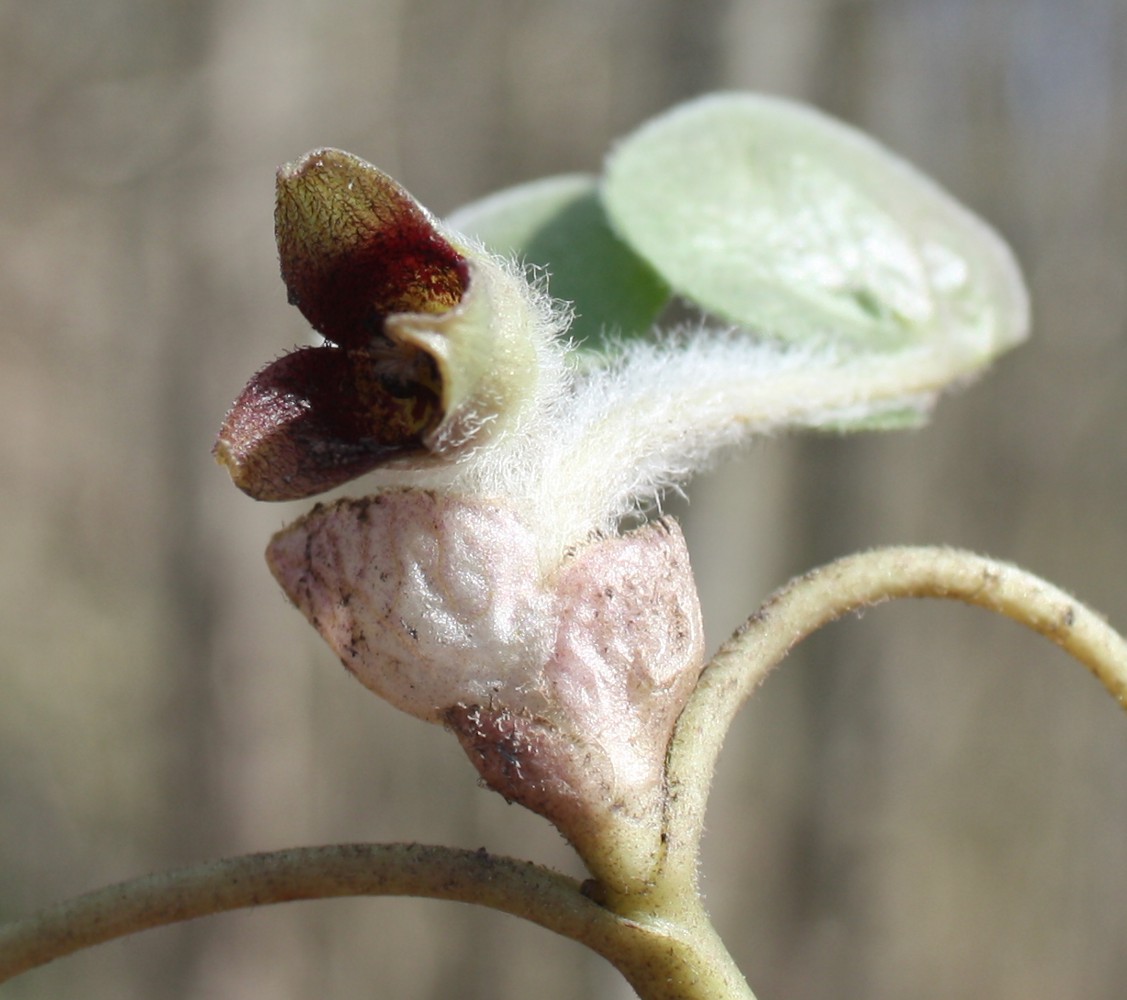 Image of Asarum europaeum specimen.