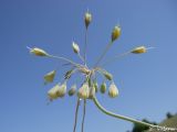 Allium paczoskianum