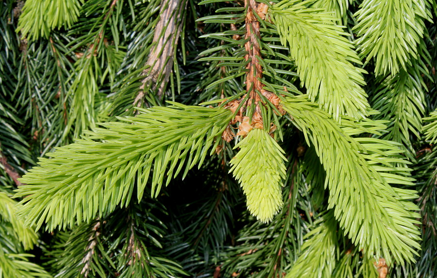 Изображение особи Picea abies.