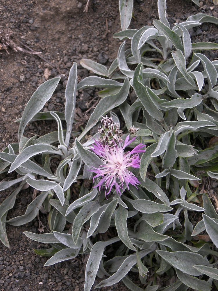 Изображение особи Psephellus integrifolius.