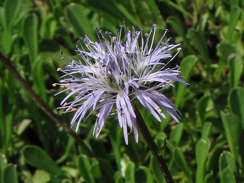 Image of Globularia cordifolia specimen.