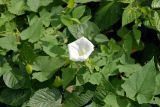 Calystegia silvatica. Цветок и листья. Адыгея, хребет Уна-Коз. 13.08.2008.