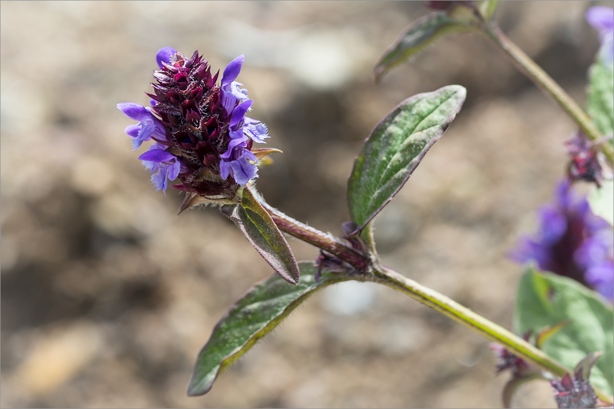 Изображение особи Prunella vulgaris.