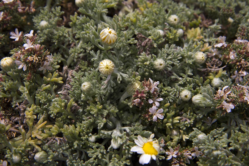 Image of Anthemis tomentosa specimen.