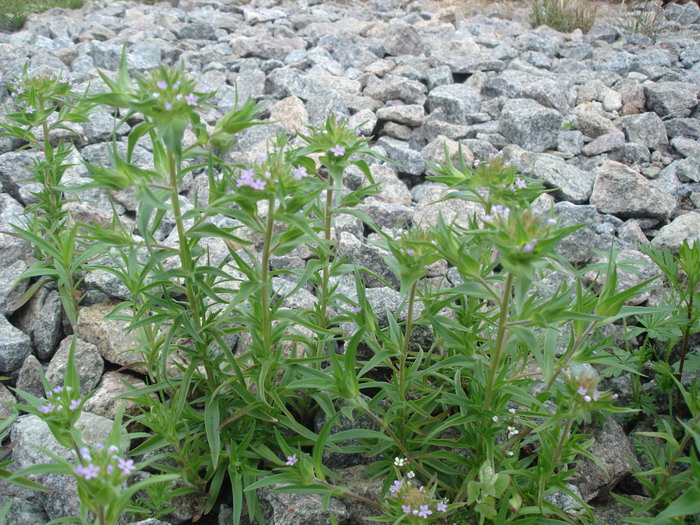 Изображение особи Collomia linearis.