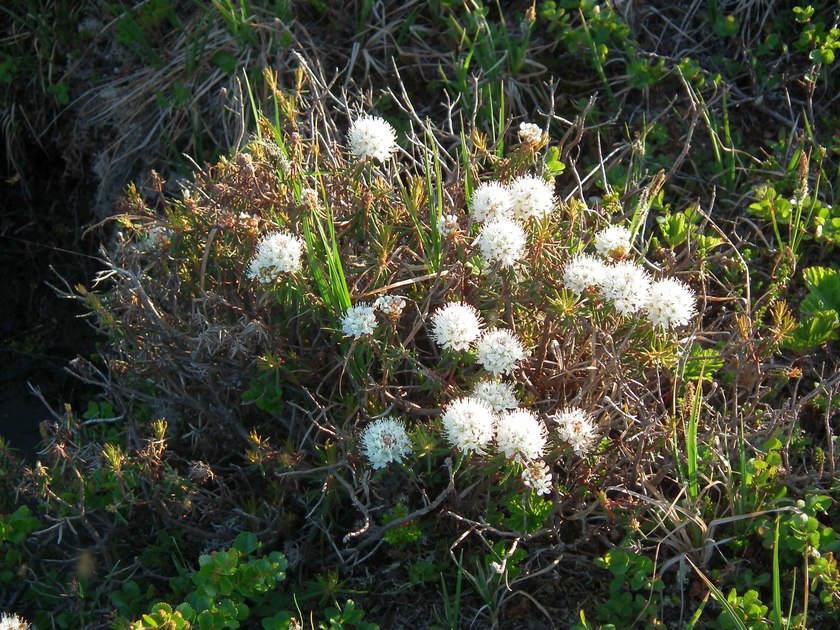 Image of Ledum palustre specimen.