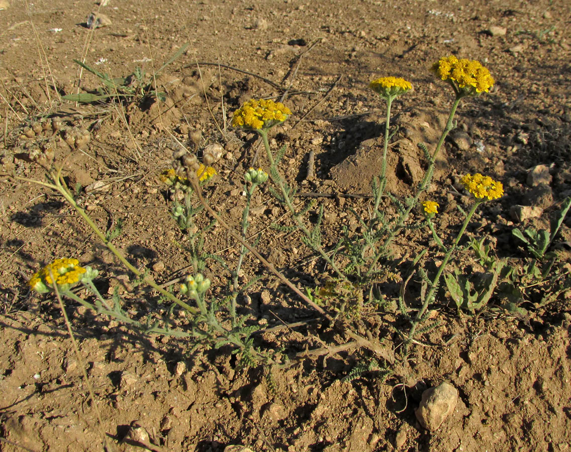Image of Achillea taurica specimen.