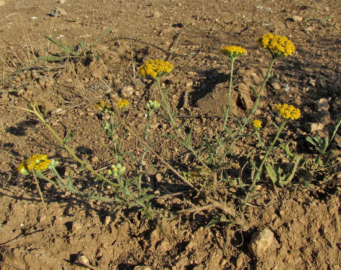 Изображение особи Achillea taurica.