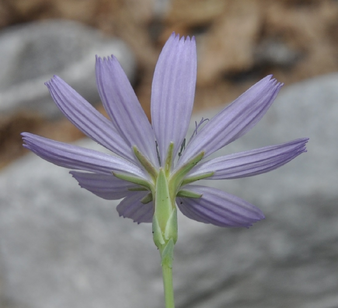 Изображение особи Lactuca intricata.