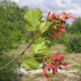 Acer tataricum. Верхушка ветви с соплодиями. Краснодарский край, Крымский р-н, окр. станицы Нижнебаканская, заросшее молодым лесом дно выработанного мелового карьера. 14.06.2014.