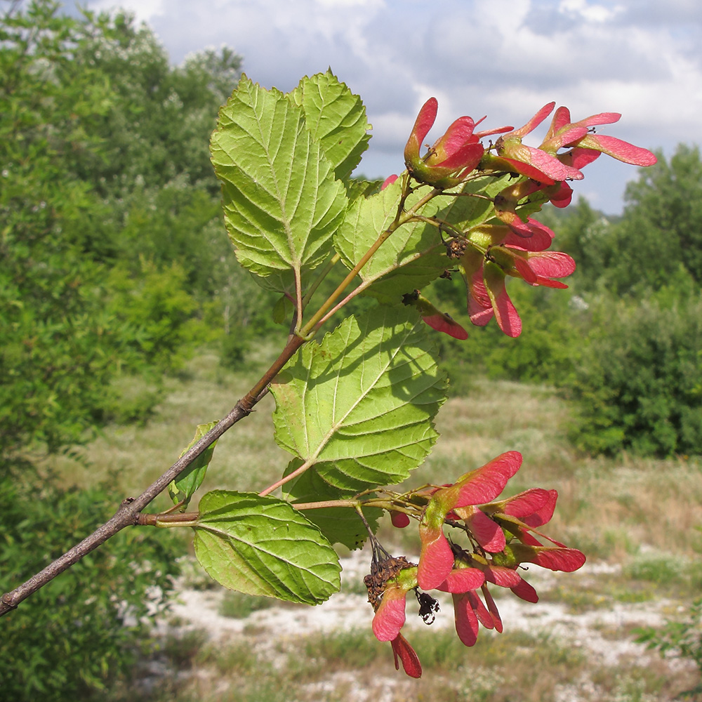 Image of Acer tataricum specimen.