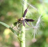 Lactuca chaixii