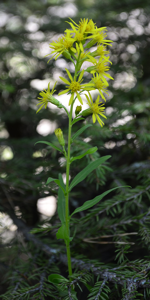 Image of Solidago virgaurea ssp. stenophylla specimen.