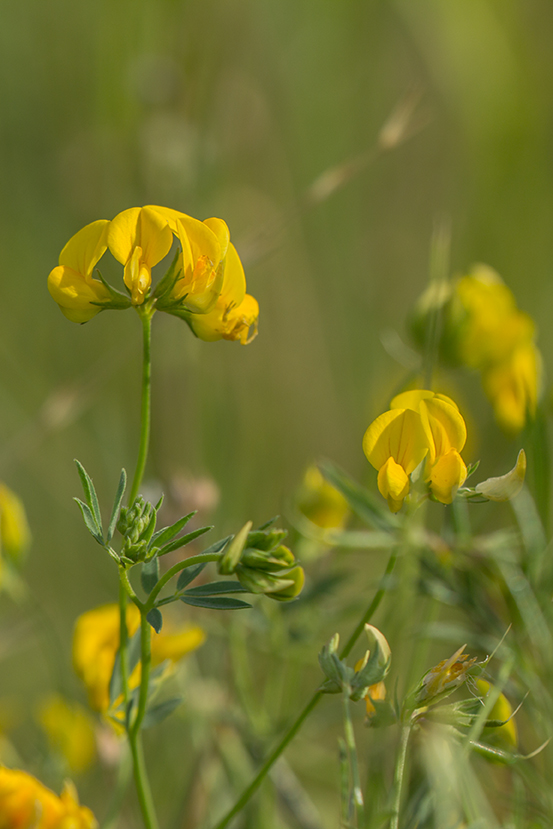 Image of genus Lotus specimen.