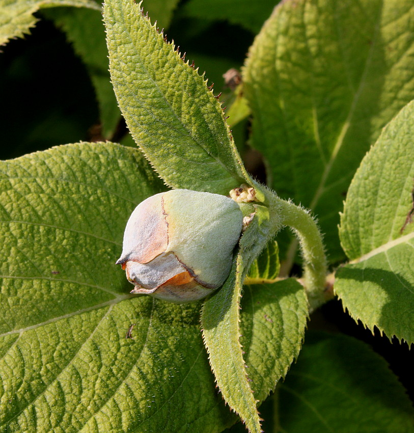 Image of Hydrangea involucrata specimen.