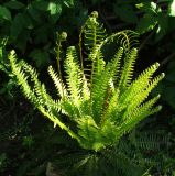 Blechnum spicant