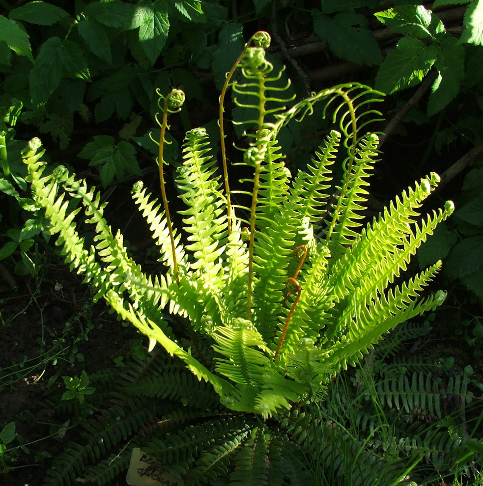 Image of Blechnum spicant specimen.