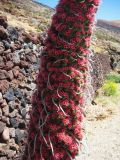 Echium wildpretii. Часть соцветия. Испания, Канарские о-ва, Тенерифе, национальный парк Тейде. 24.04.2013.