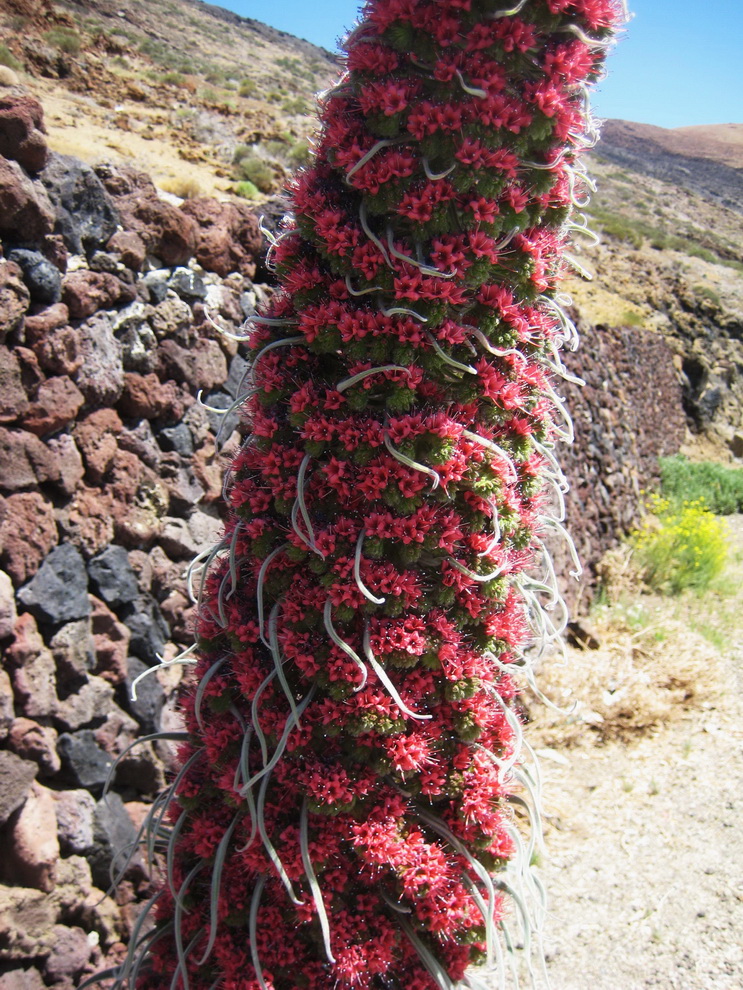 Image of Echium wildpretii specimen.