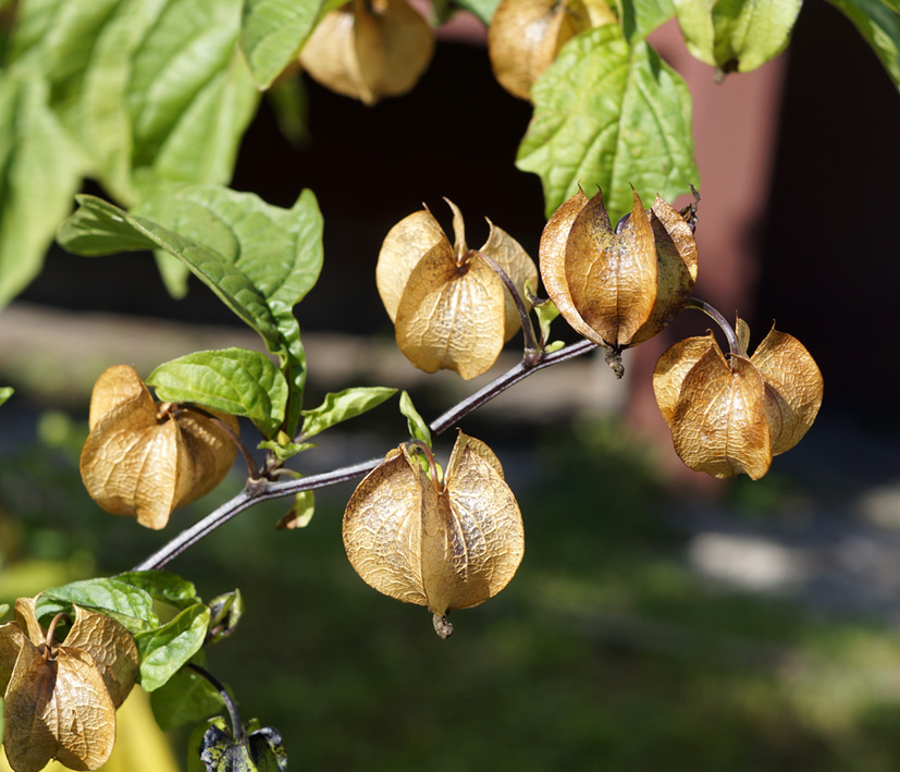 Изображение особи Nicandra physalodes.