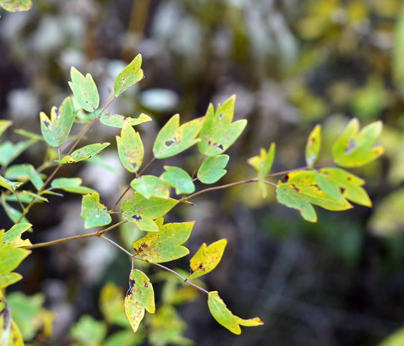 Изображение особи род Thalictrum.