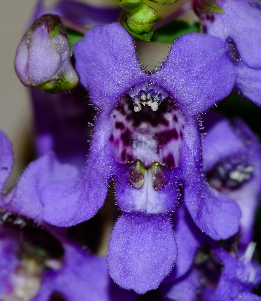 Image of Angelonia angustifolia specimen.